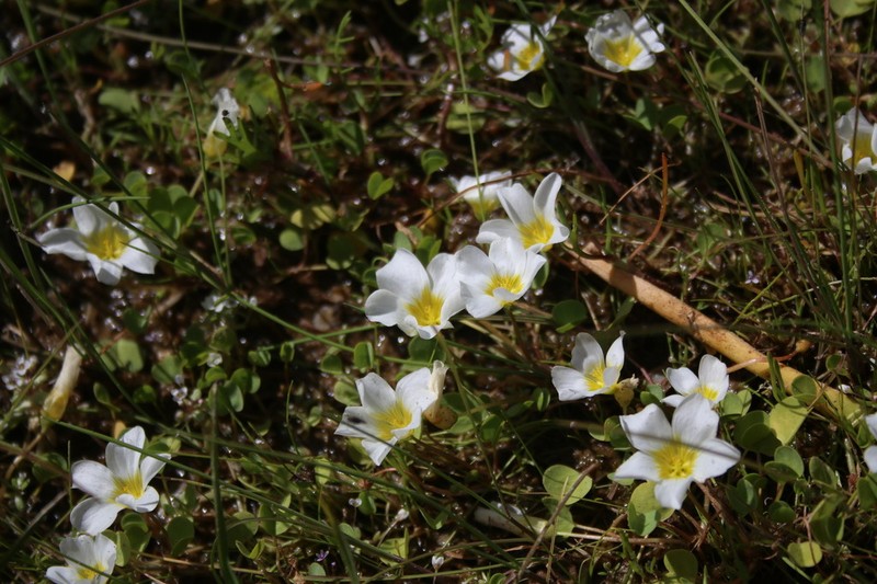 Oxalis dregei photo 5