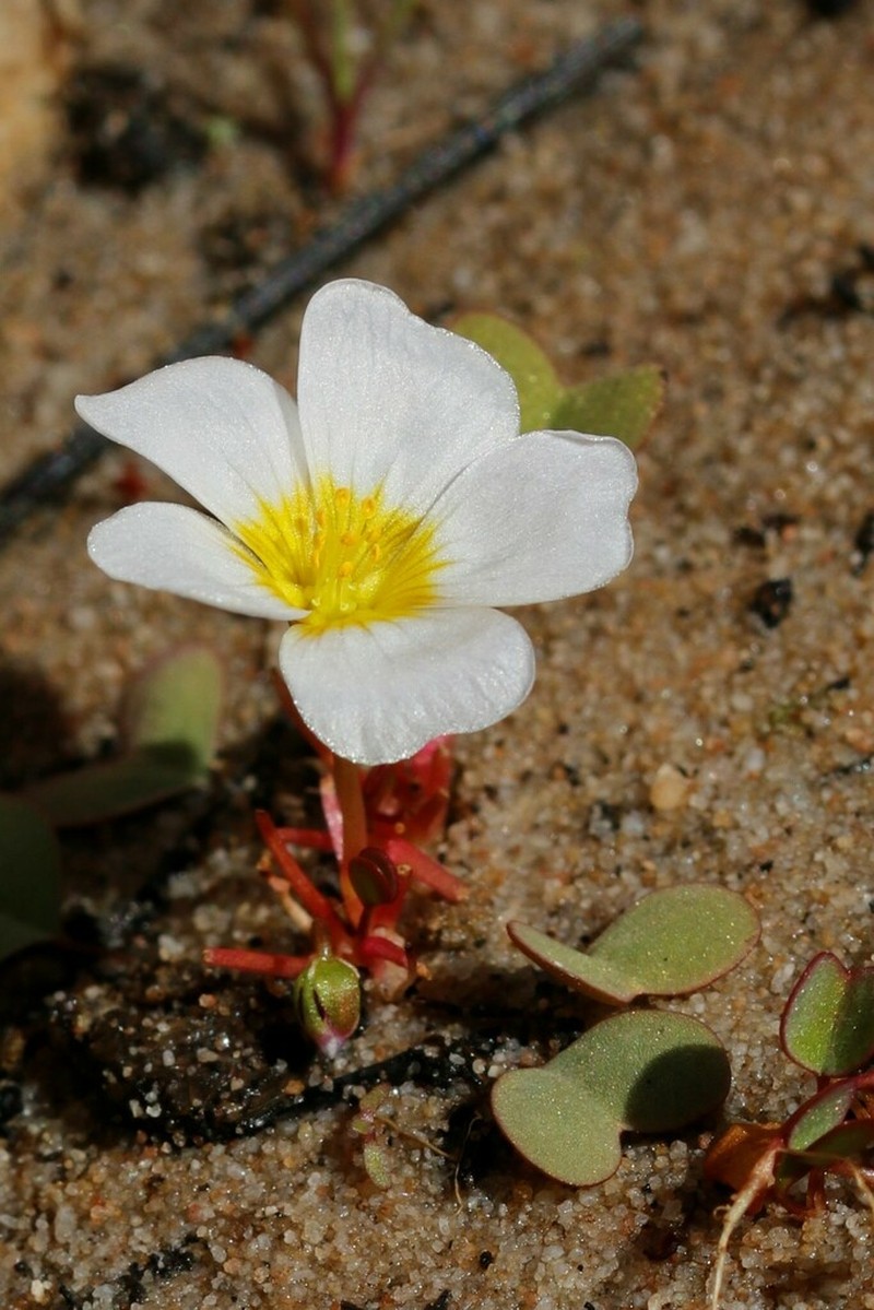 Oxalis dregei photo 6