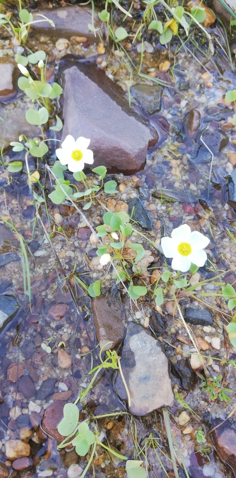 Oxalis dregei photo 7