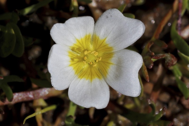 Oxalis dregei photo 8