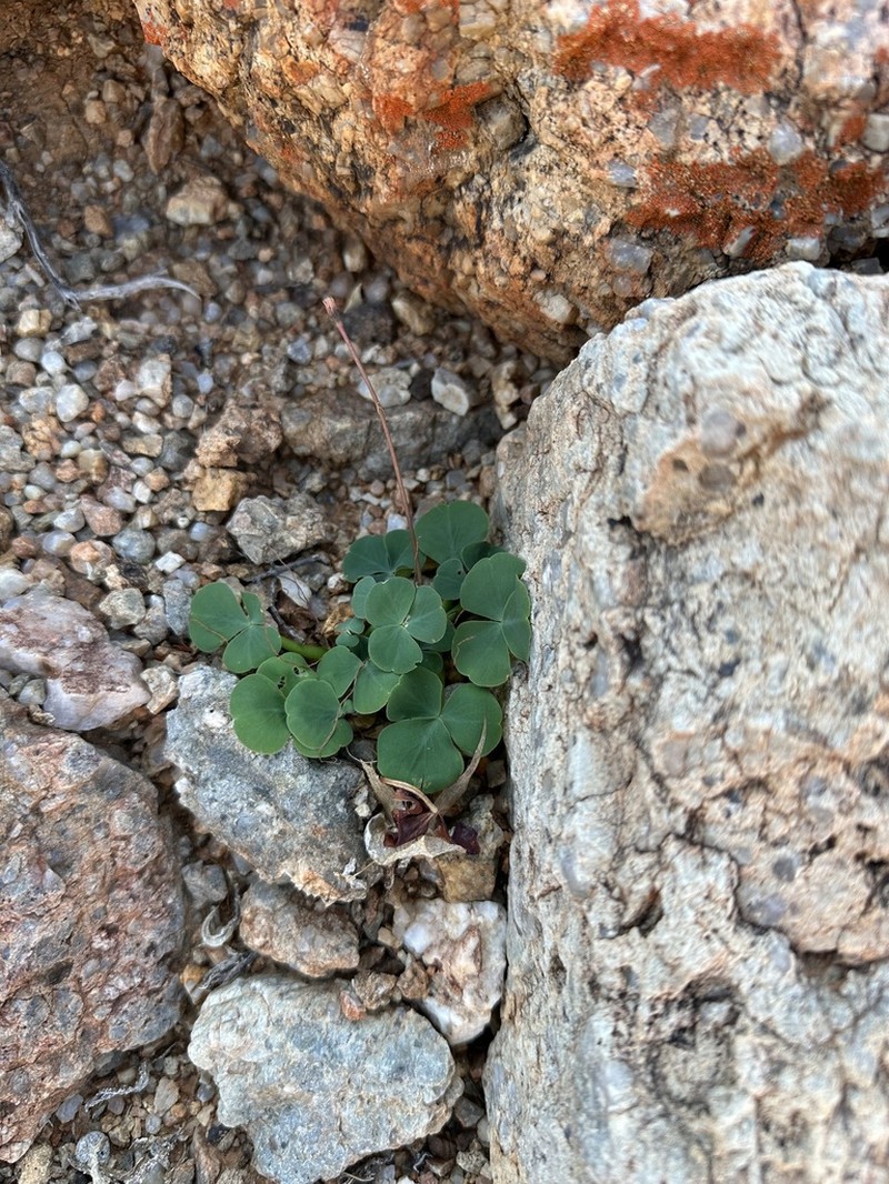 Oxalis dreyerae