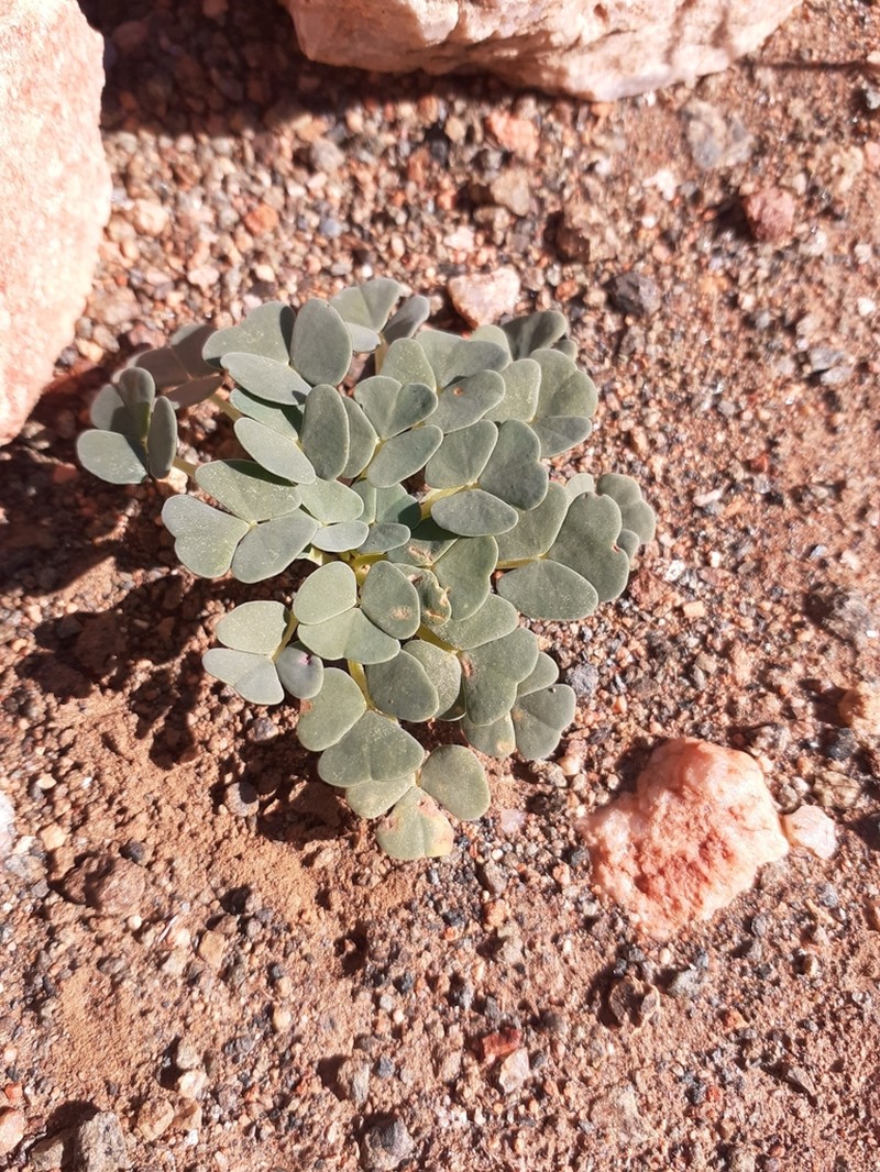 Oxalis dreyerae photo 2