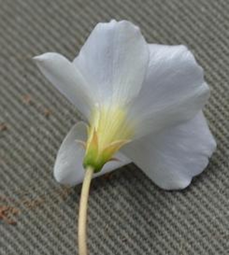 Oxalis dreyerae photo 3