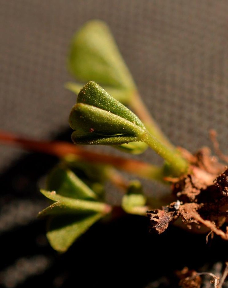 Oxalis dreyerae photo 4