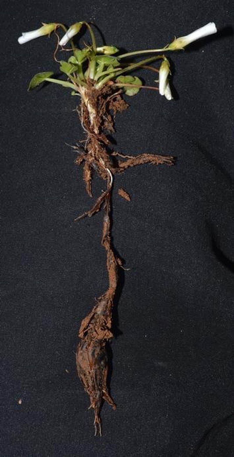 Oxalis dreyerae photo 5
