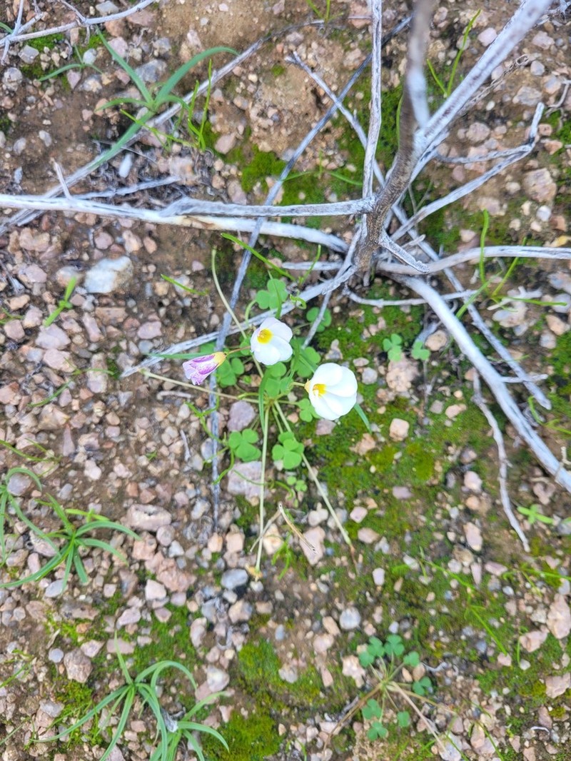 Oxalis dreyerae photo 6