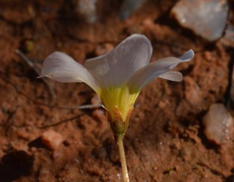 Oxalis dreyerae photo 7
