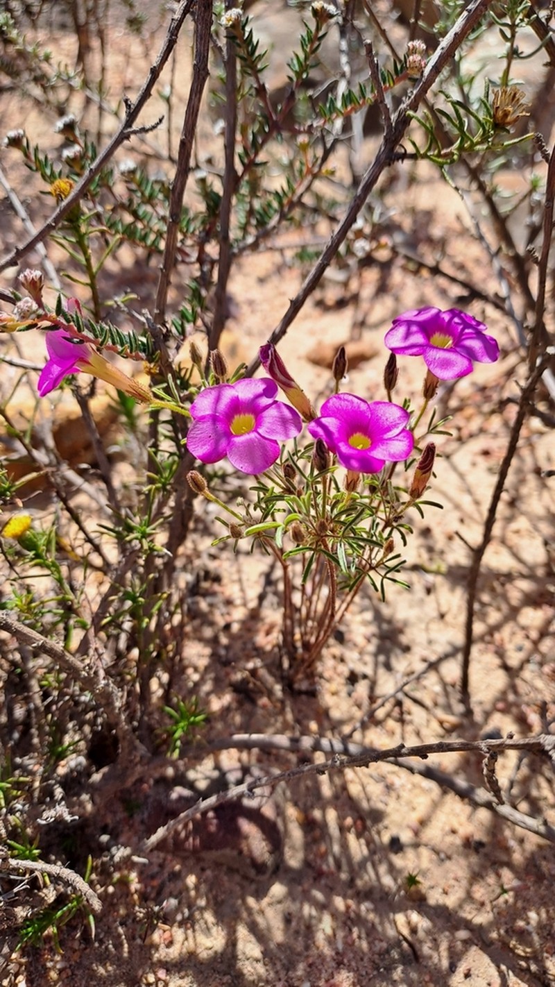 Oxalis droseroides