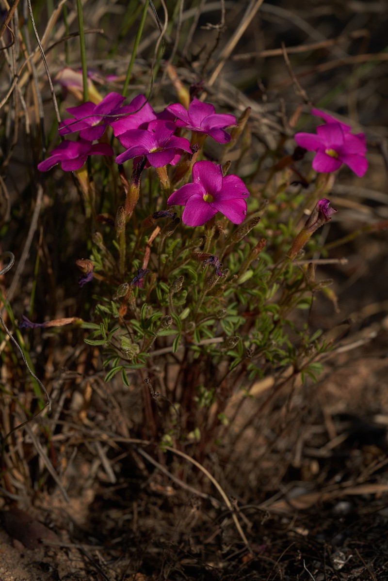 Oxalis droseroides photo 2