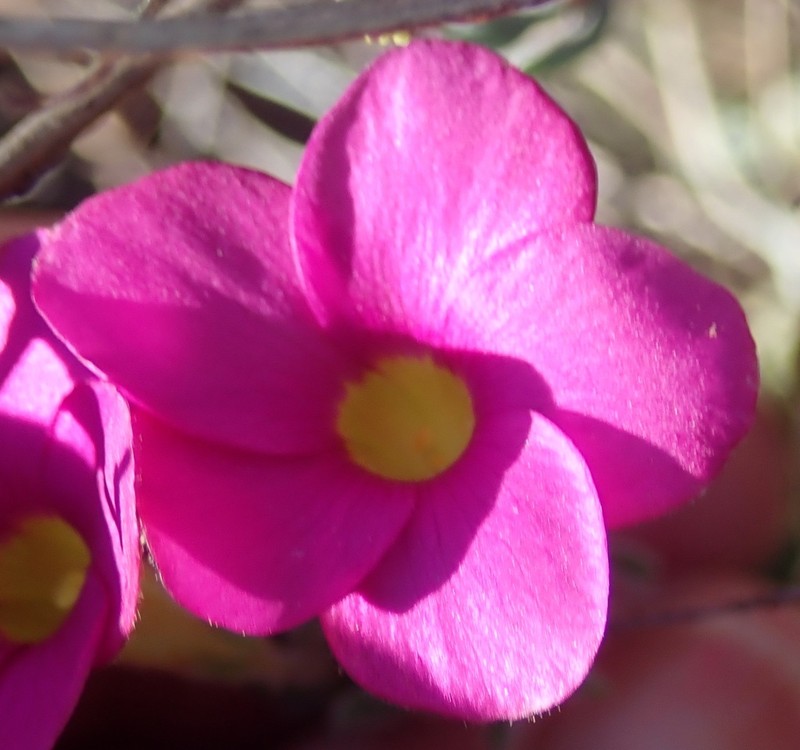 Oxalis droseroides photo 3