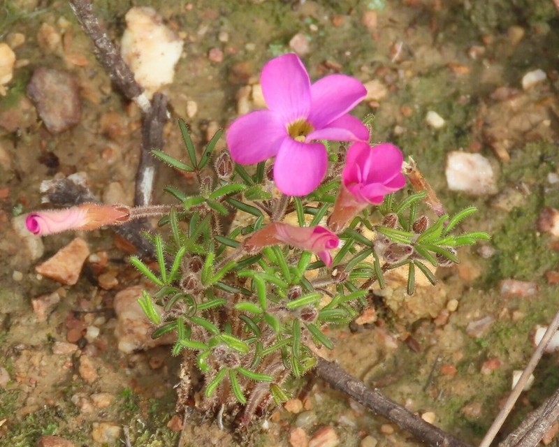 Oxalis droseroides photo 4