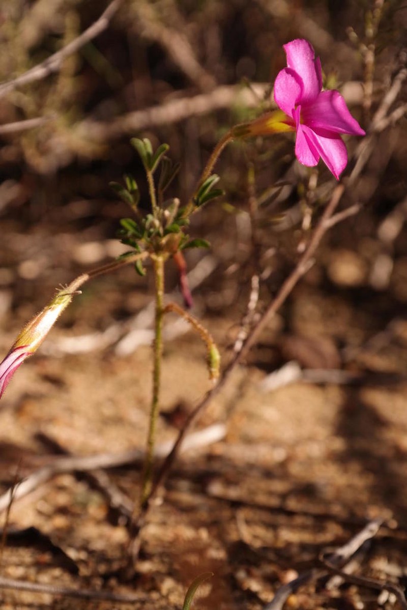 Oxalis droseroides photo 5
