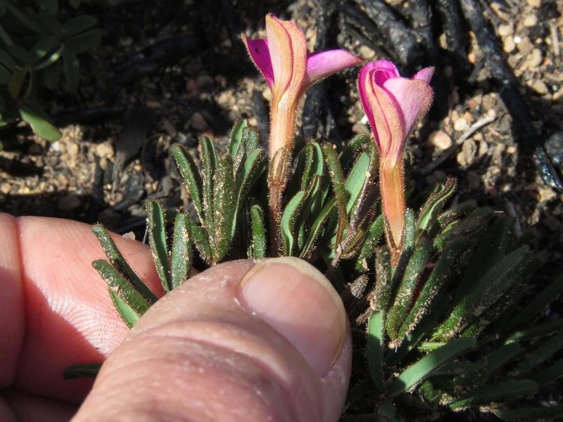 Oxalis droseroides photo 6