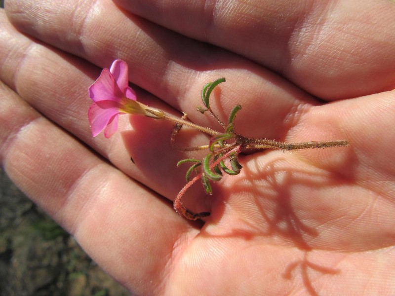 Oxalis droseroides photo 7