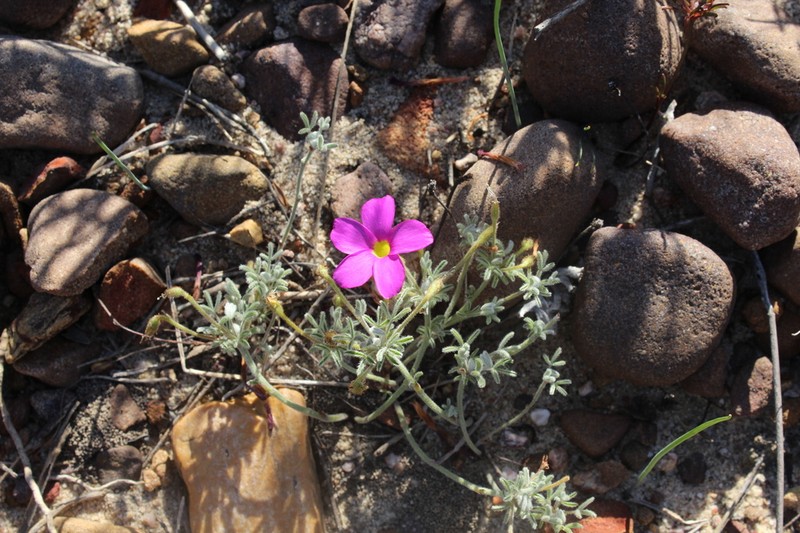 Oxalis droseroides photo 8