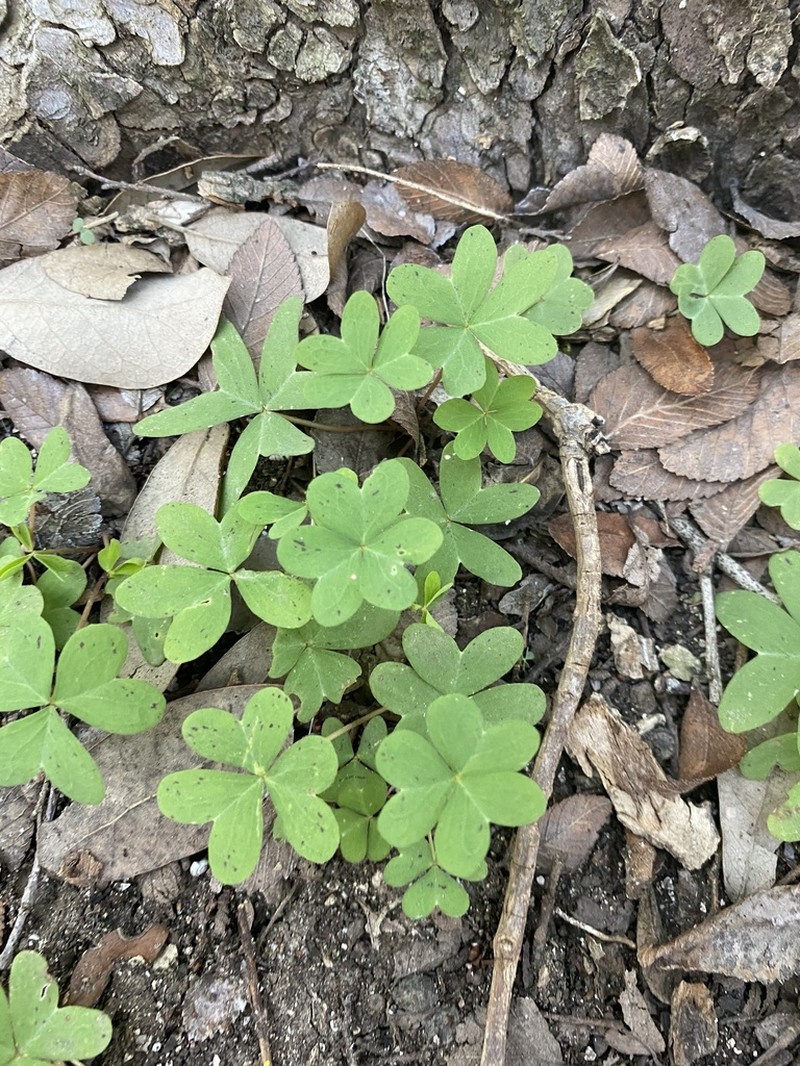 Drummond's Woodsorrel photo 3
