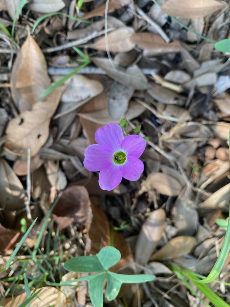 Drummond's Woodsorrel photo 4