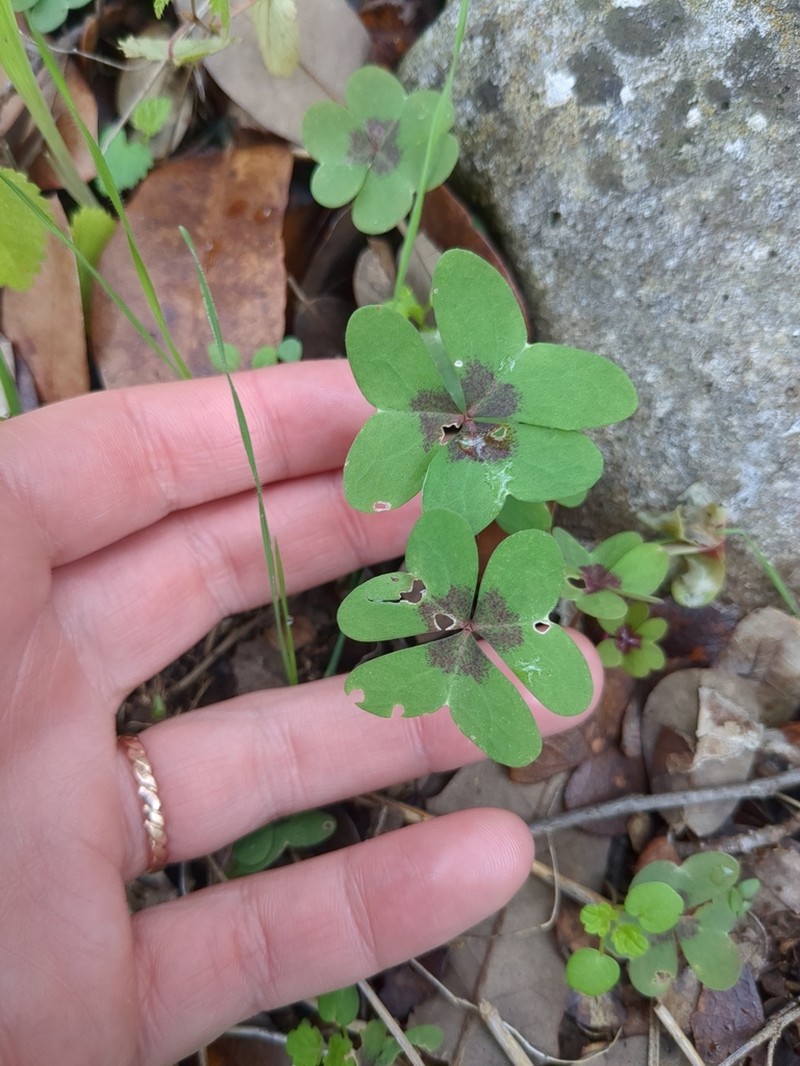 Drummond's Woodsorrel photo 5