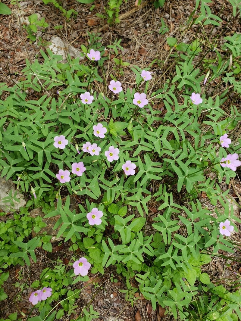 Drummond's Woodsorrel photo 6