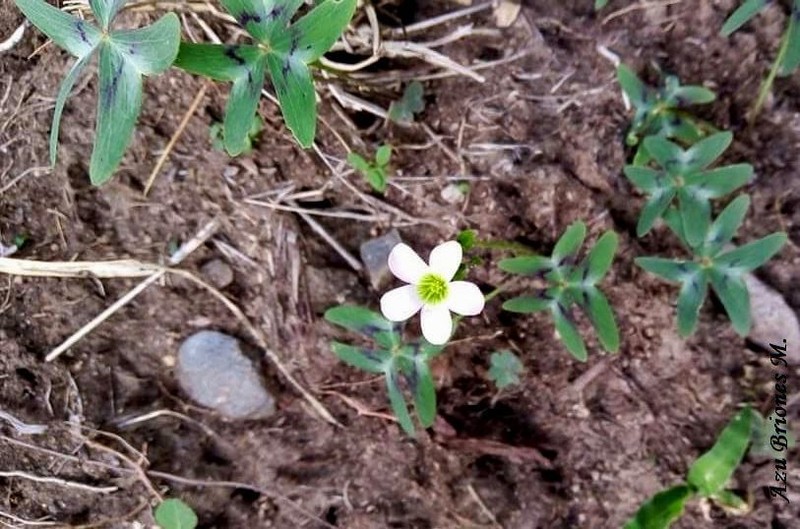 Drummond's Woodsorrel photo 7