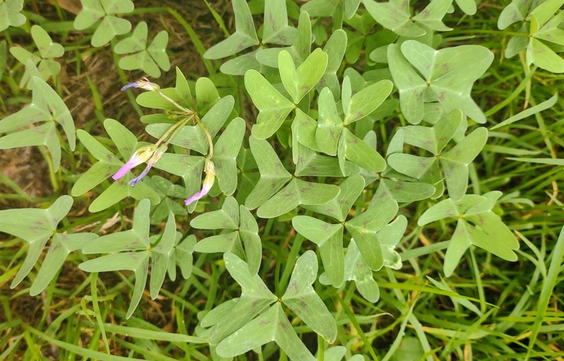 Drummond's Woodsorrel photo 8