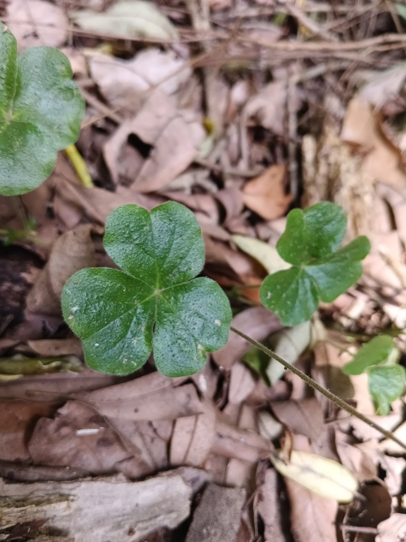 Oxalis dumetorum