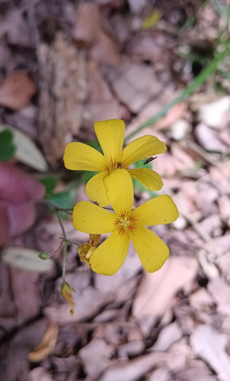 Oxalis dumetorum photo 2