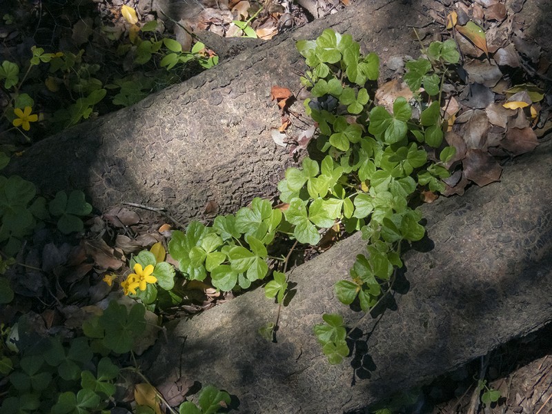 Oxalis dumetorum photo 3