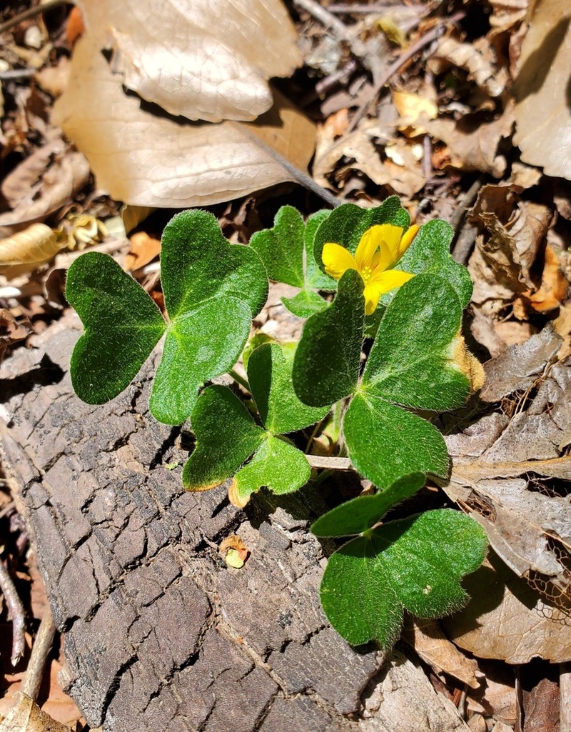 Oxalis dumetorum photo 4
