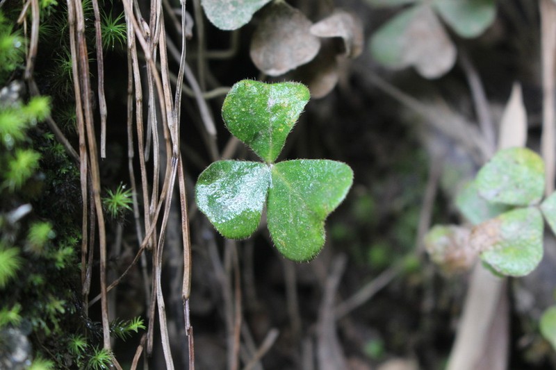 Oxalis dumetorum photo 5