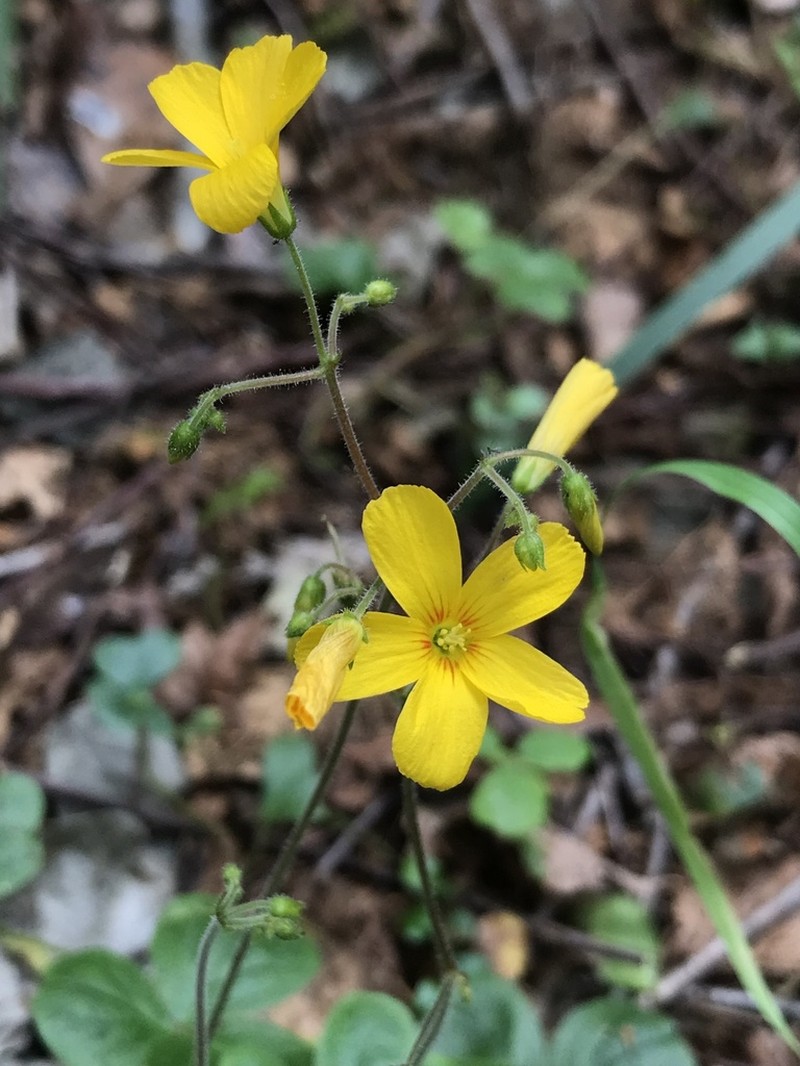 Oxalis dumetorum photo 6