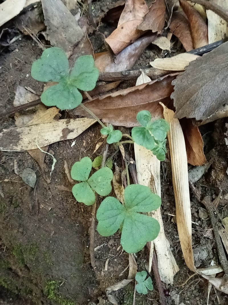 Oxalis dumetorum photo 7