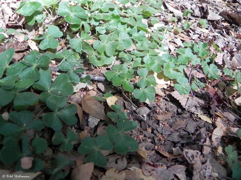 Oxalis dumetorum photo 8