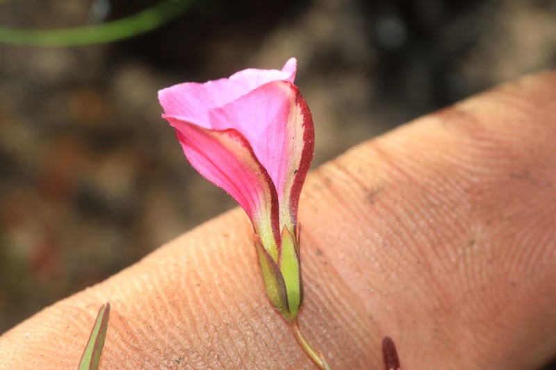 Oxalis duriuscula
