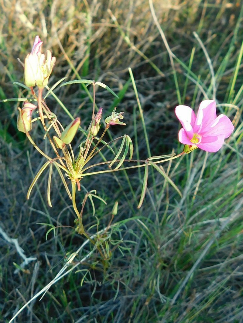 Oxalis duriuscula photo 2