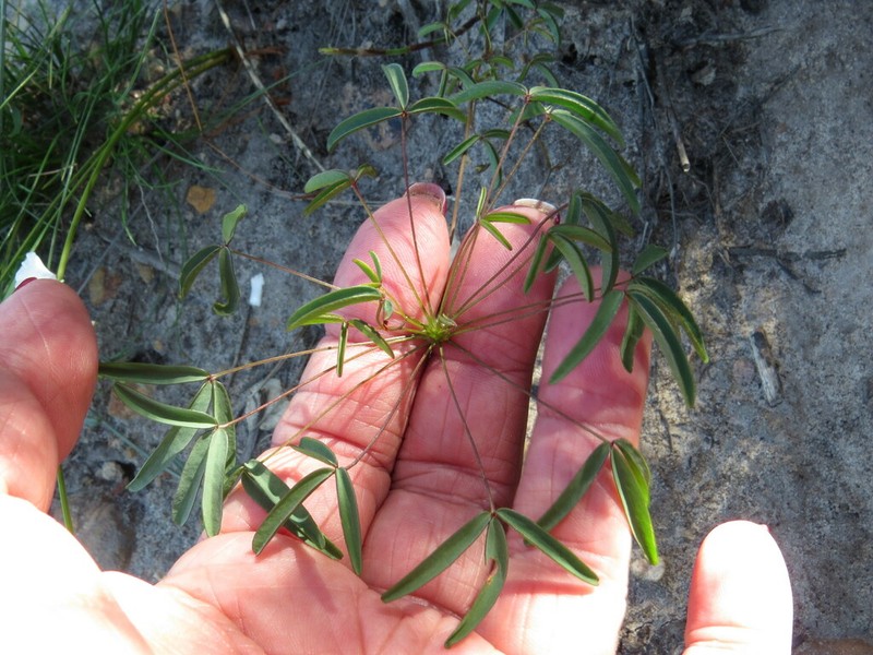 Oxalis duriuscula photo 3