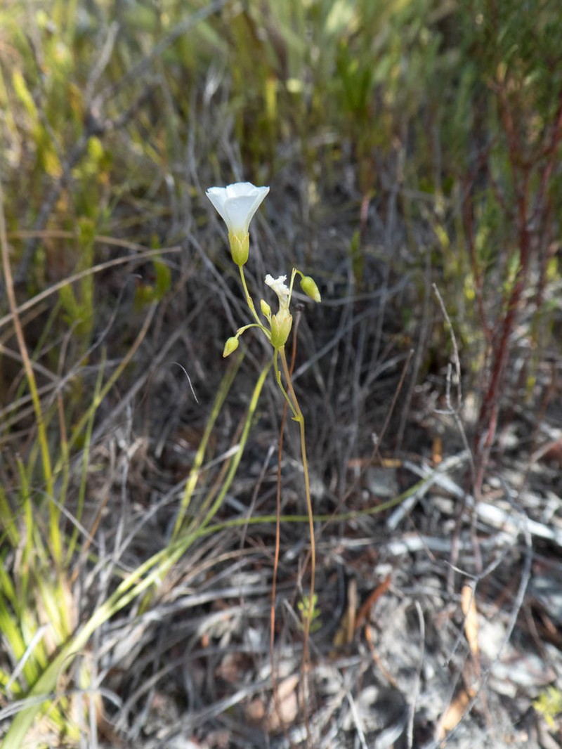 Oxalis duriuscula photo 4
