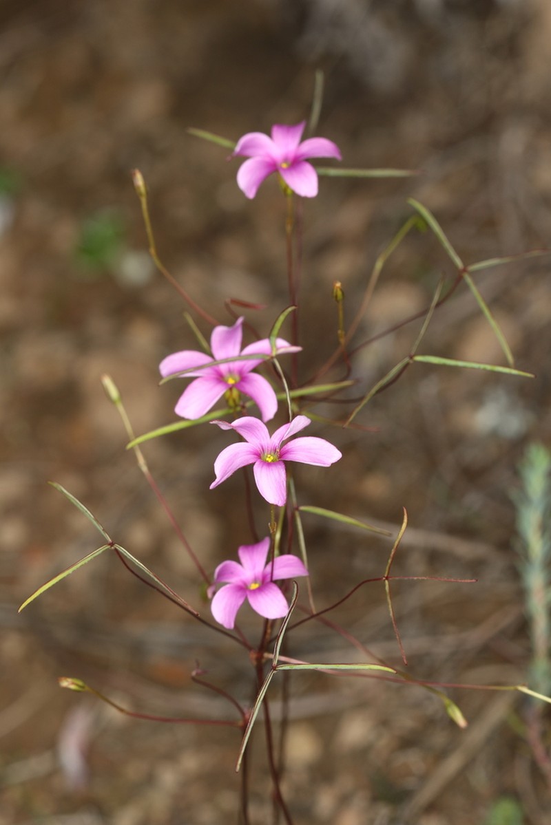 Oxalis duriuscula photo 5