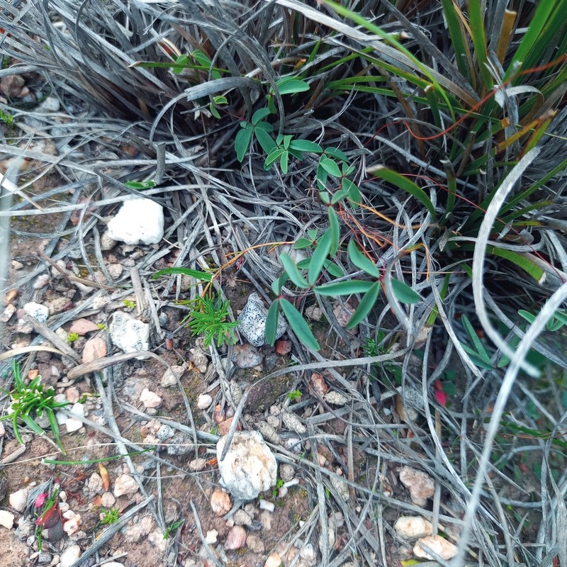 Oxalis duriuscula photo 6