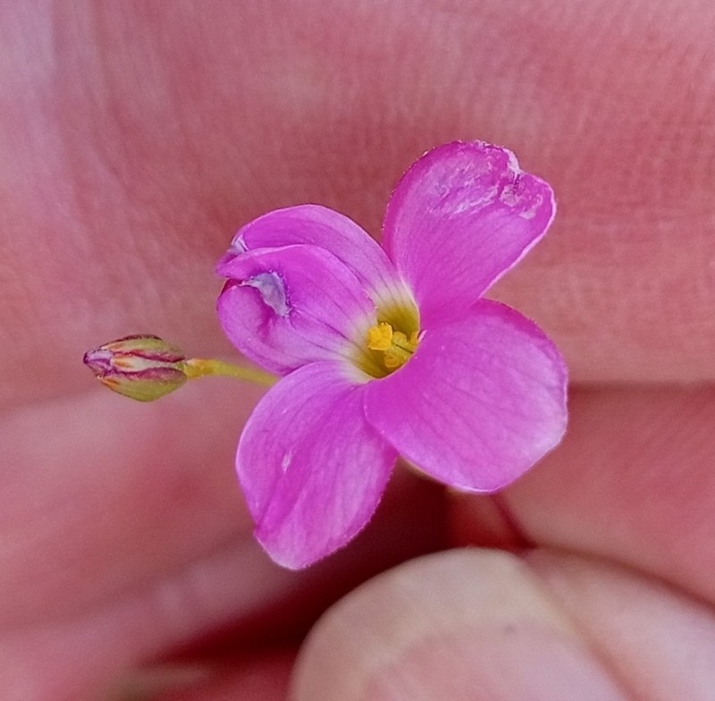 Oxalis duriuscula photo 7