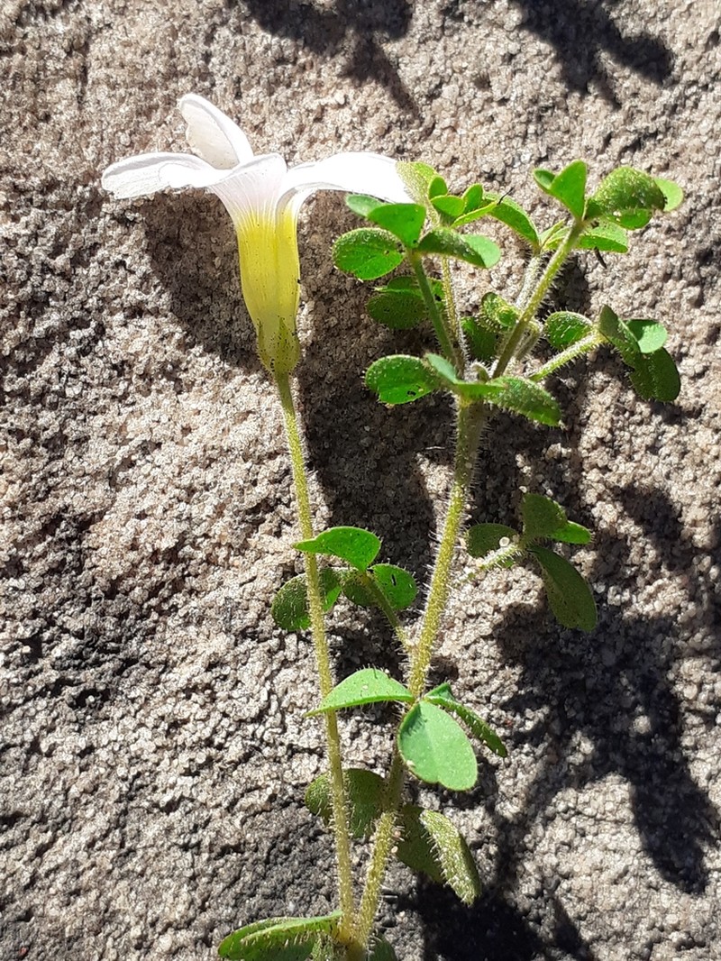 Oxalis ebracteata photo 2