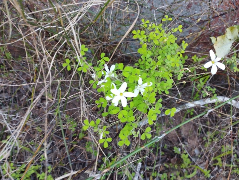 Oxalis ebracteata photo 3