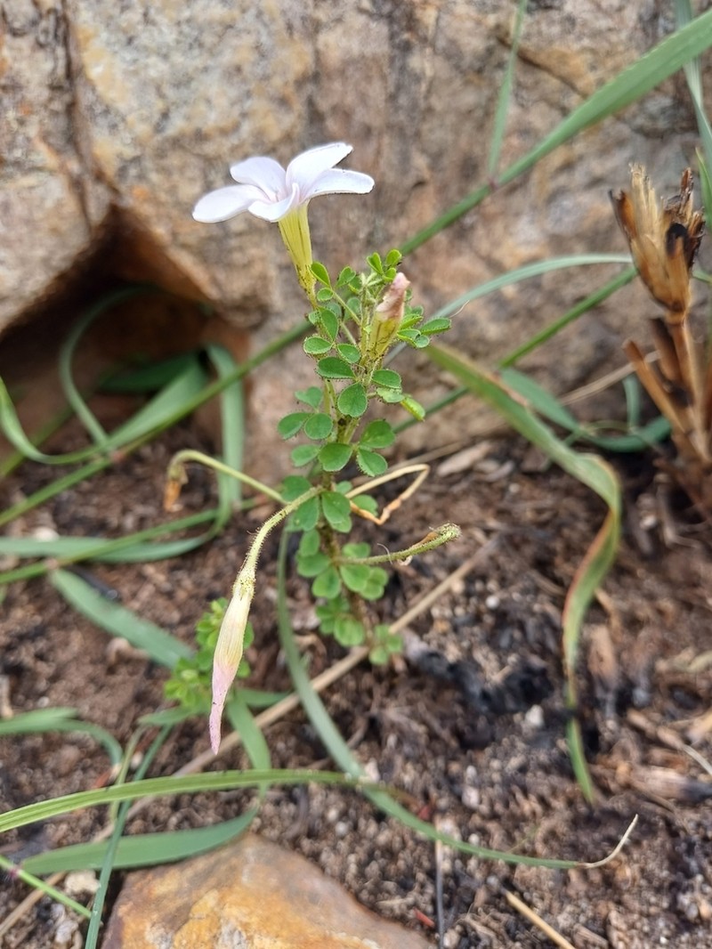Oxalis ebracteata photo 4