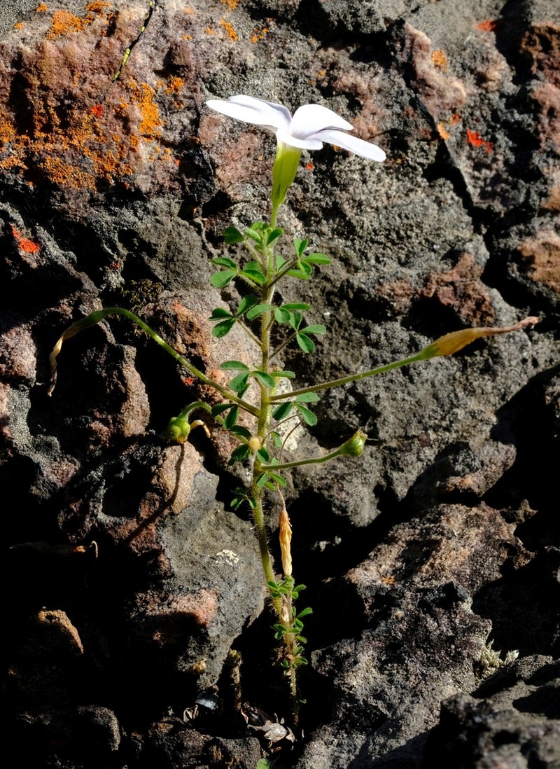 Oxalis ebracteata photo 5