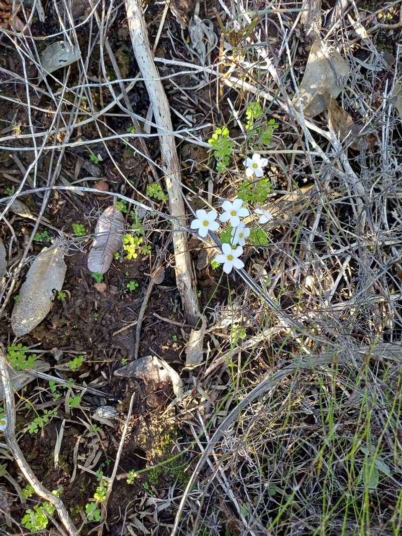 Oxalis ebracteata photo 6