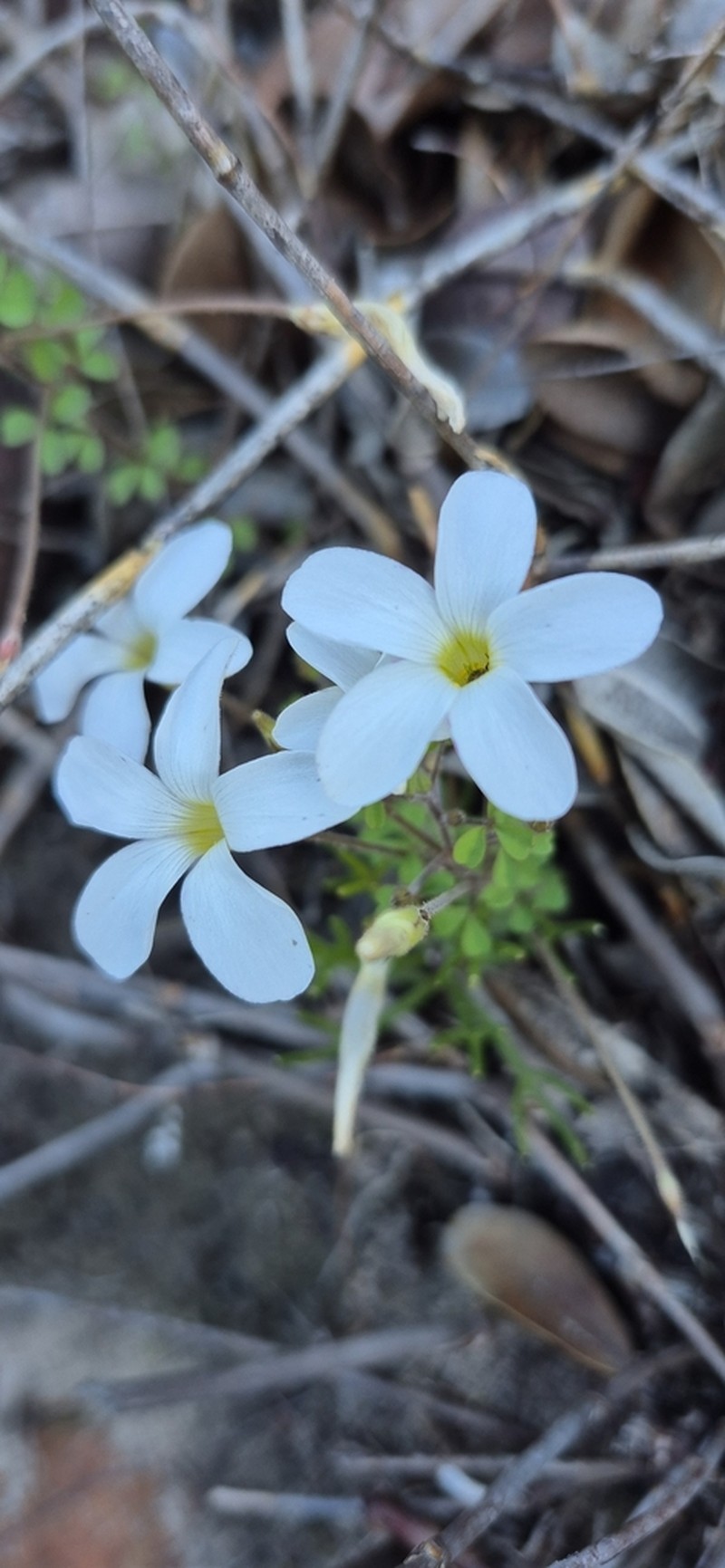 Oxalis ebracteata photo 7