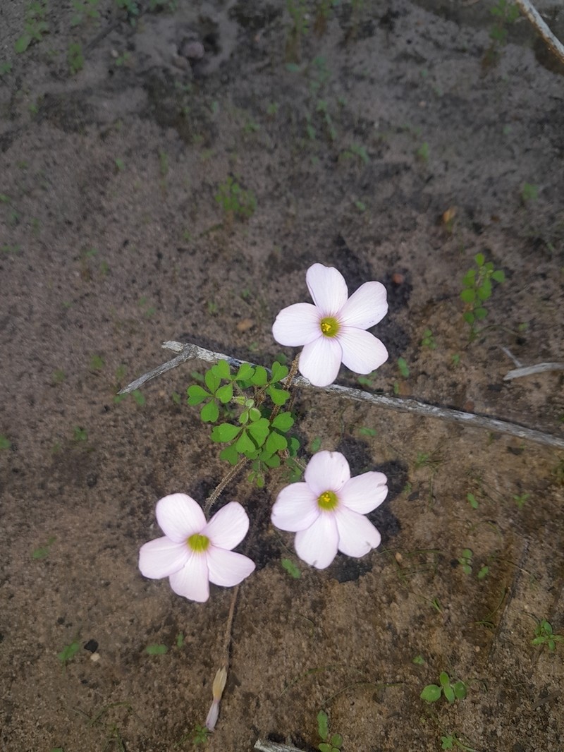 Oxalis ebracteata photo 8