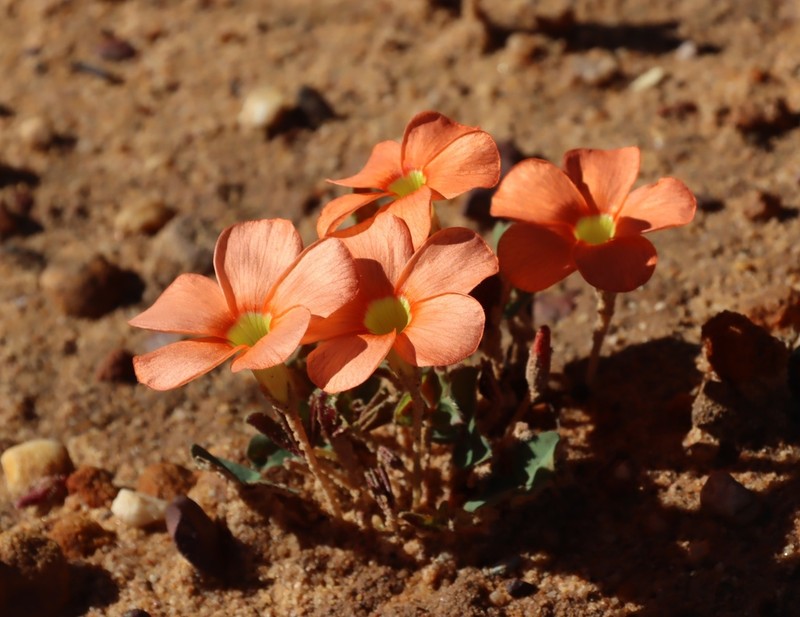 Oxalis eckloniana