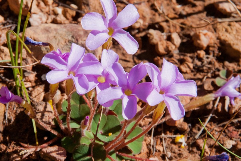 Oxalis eckloniana photo 2