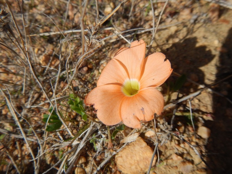 Oxalis eckloniana photo 3